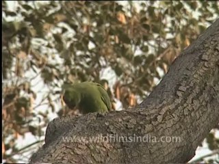 DVD-166-Birds-Roseringedparakeet-1-2