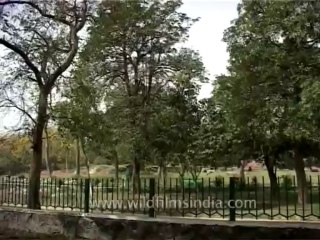 DVD-170-Flora-Trees-13-1