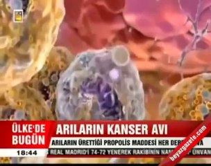 Doğal Antibiyotik Propolis Kanser Hücrelerine Etkisi