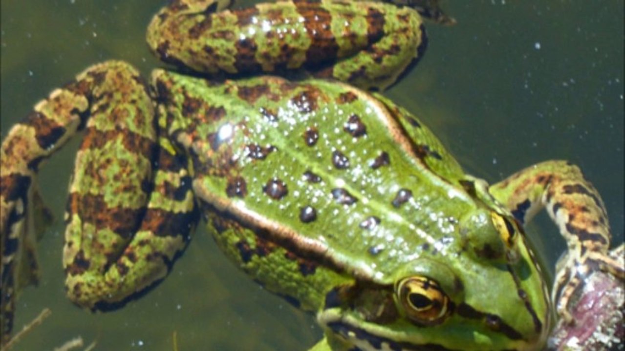 Mon film grenouille et jard chabotterie