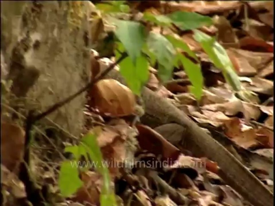 DVD-208-reptiles-monitorlizard-1-3