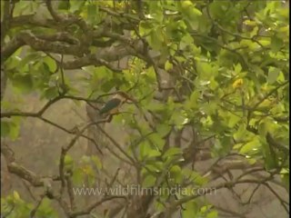 DVD-208-birds-misc-36-3