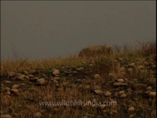 DVD-208-wildlife-elephants-22-1