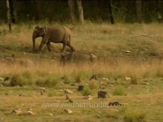 DVD-213-wildlife-elephants-31-1