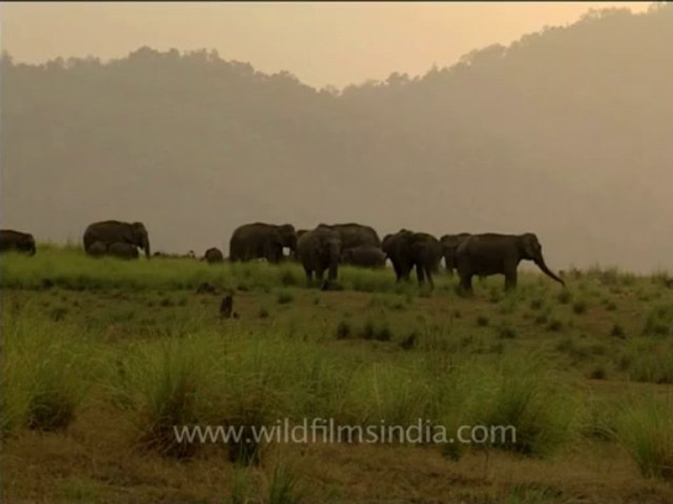 DVD-213-wildlife-elephants-31-3