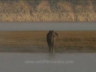 DVD-213-wildlife-elephants-31-5