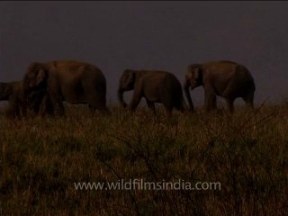 DVD-214-wildlife-elephants-34-6