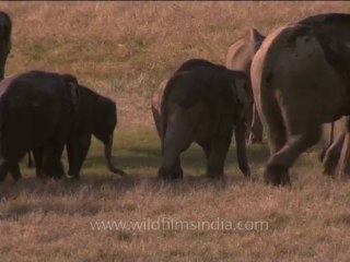 DVD-214-wildlife-elephants-35-4