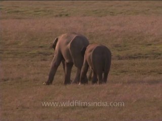 DVD-214-wildlife-elephants-35-5