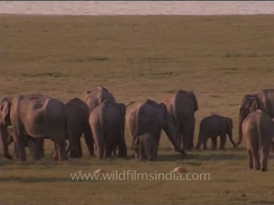 DVD-214-wildlife-elephants-35-6