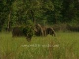 DVD-228-wildlife-elephants-42-2