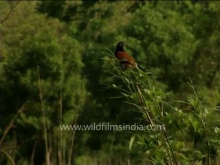 DVD-228-wildlife-elephants-42-3