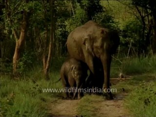 DVD-228-wildlife-elephants-42-4