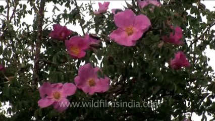 DVD-230-flora-wildflowers-29-1