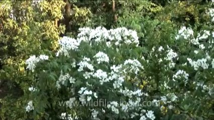 DVD-230-flora-wildflowers-28-2