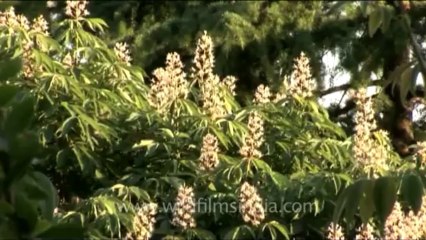 DVD-230-flora-wildflowers-28-3