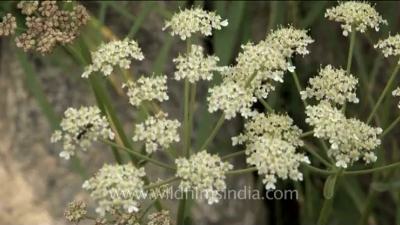DVD-230-flora-wildflowers-29-2