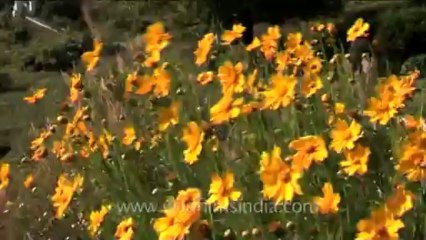 DVD-230-flowers-cosmos-1-1