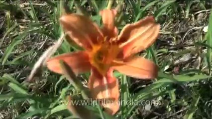 DVD-230-flowers-daylily-1-1