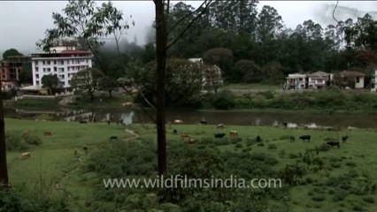 DVD-237-fauna-cows-5-4