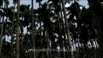 DVD-237-trees-arecapalm-2-1