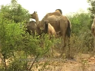 Fauna-Camel-Dvd-156-4