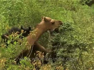 Fauna-Camel-Dvd-156-5