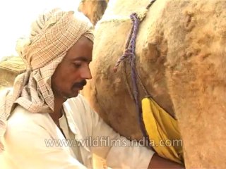 Fauna-Camel-Dvd-156-7