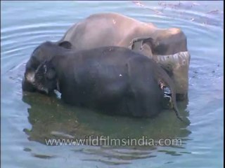 Fauna-Elephants-Dvd-212-1