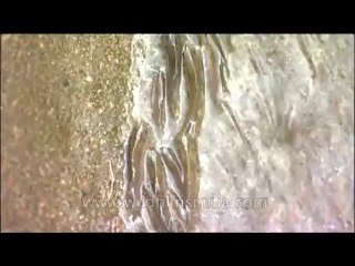 Fauna-fish-dvd-236-1