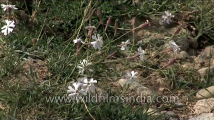 Flora-Wildflowers-Dvd-176-1