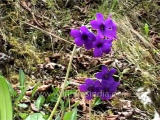 Flora-Wildflowers-Dvd-186-2