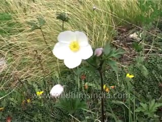 Flora-Wildflowers-Dvd-186-4