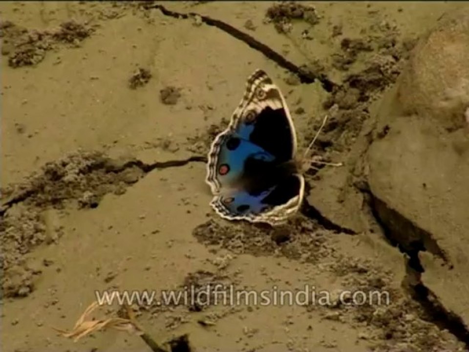 Insects-Butterfly-Dvd-210-1