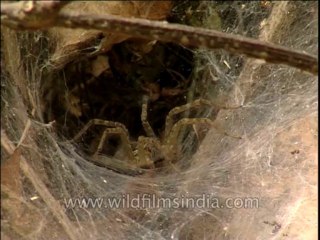 Insects-Spider-Dvd-210-1
