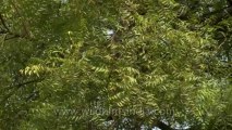 Neem tree-delhi-1