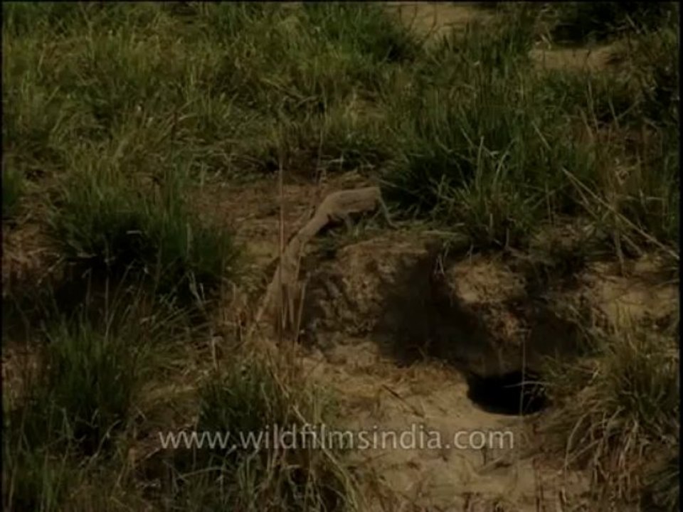 Reptiles-monitorlizard-dvd-209-3