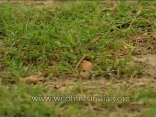 Reptiles-Snake-Dvd-210-1