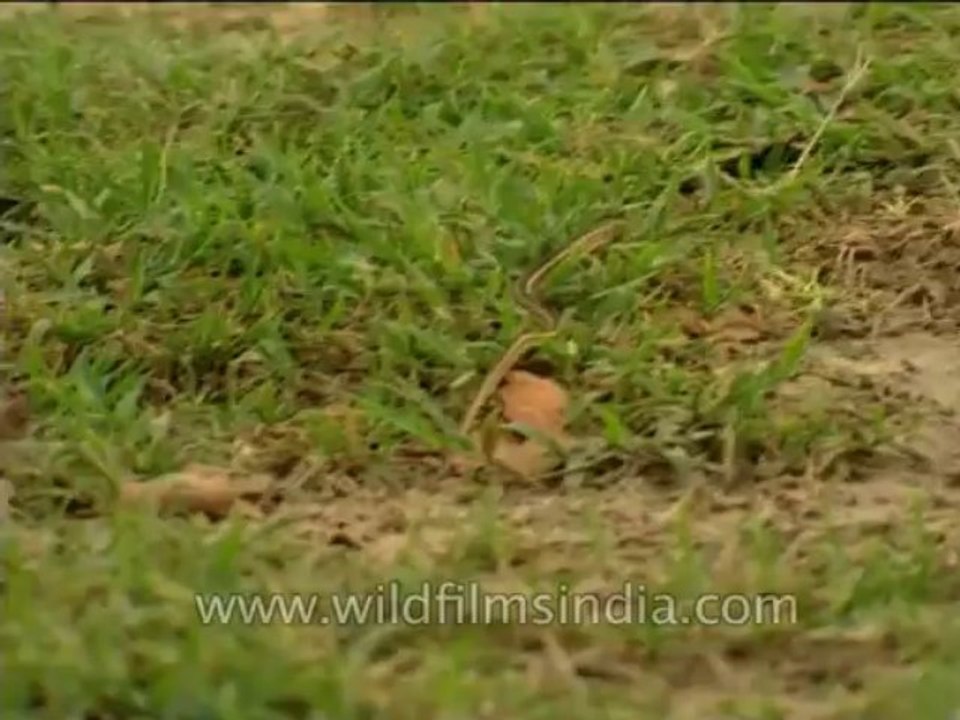 Reptiles-Snake-Dvd-210-1