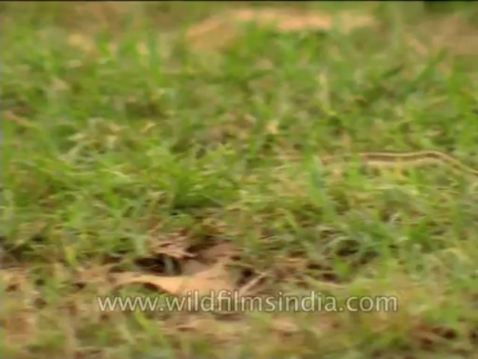 Reptiles-Snake-Dvd-210-2