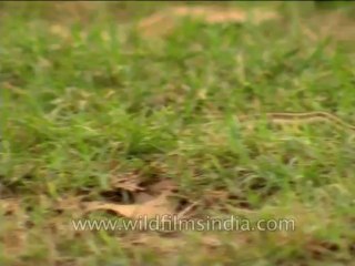 Reptiles-Snake-Dvd-210-2