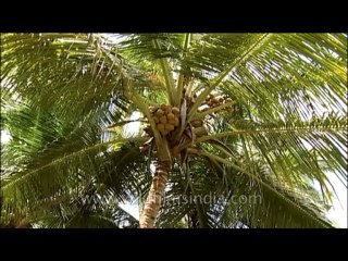 Trees-coconutpalm-dvd-236-30
