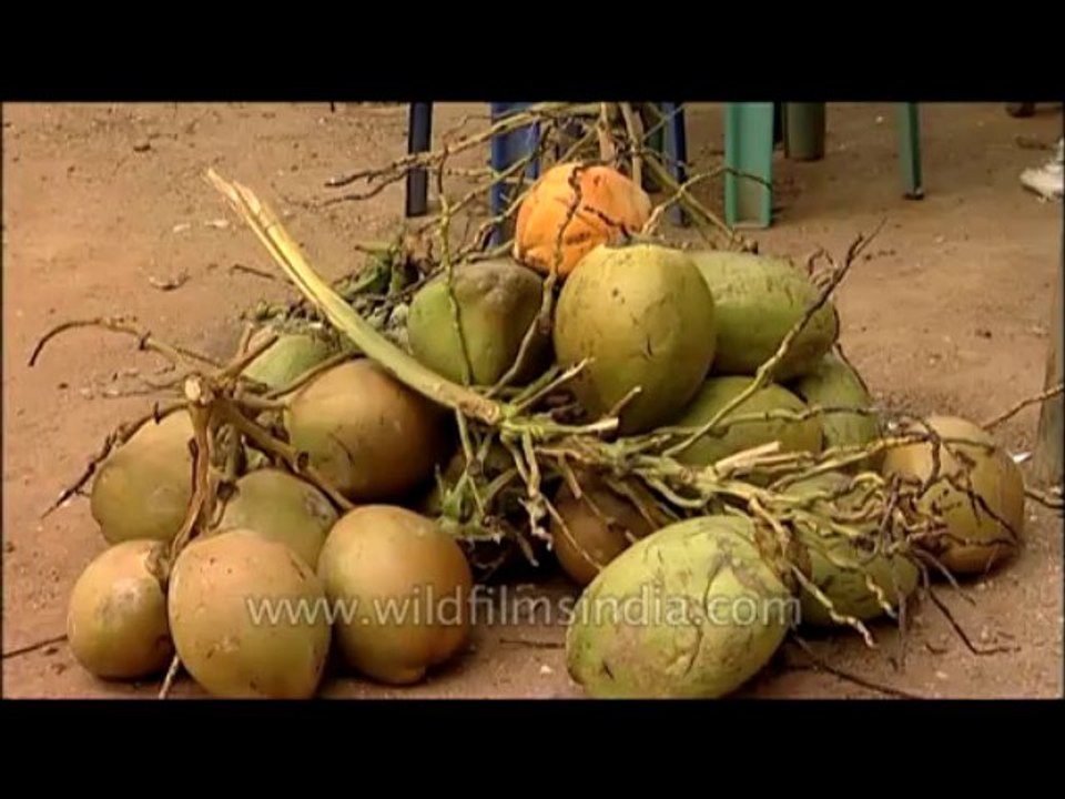 Trees-coconutpalm-dvd-236-31
