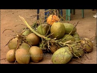 Trees-coconutpalm-dvd-236-31