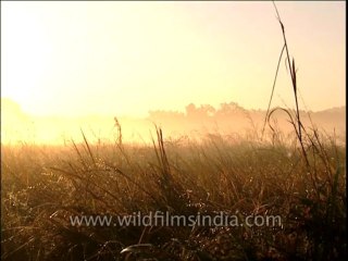 Uttaranchal-Corbett-Dvd-212-4