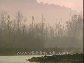 Uttaranchal-Corbett-Dvd-212-5