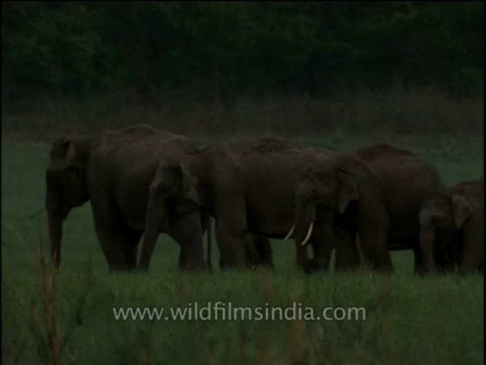 Wildlife-elephants-dvd-209-3
