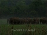 Wildlife-elephants-dvd-209-4