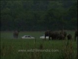 Wildlife-elephants-dvd-209-5