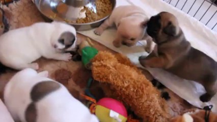 les bébés de Fanny & Ch F.B.I à 27 jours